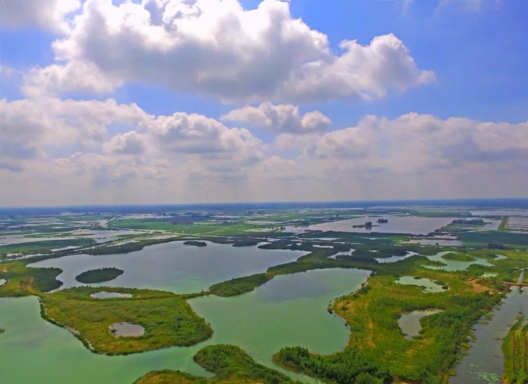 白马湖湿地公园惊现国家二级保护动物