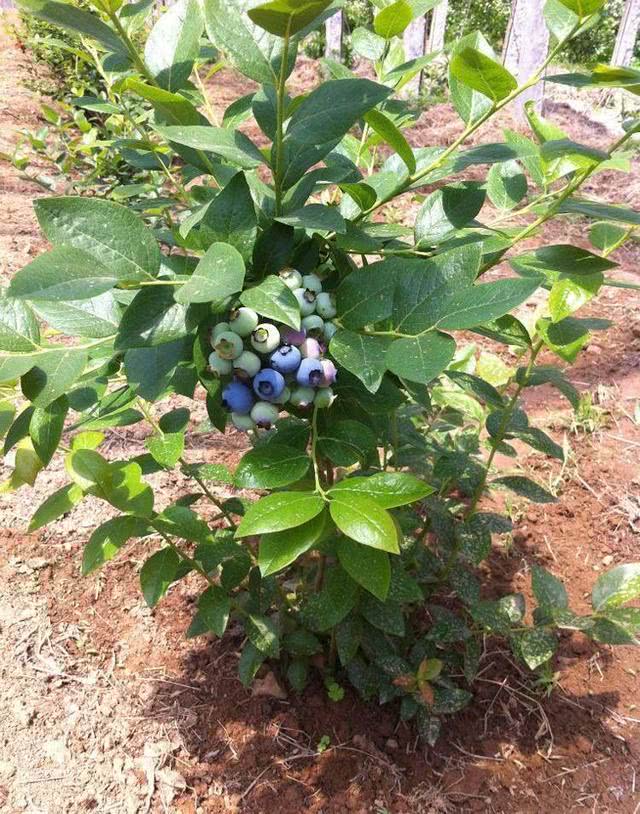 蓝莓树几年结果实 f7b86bcc973a4d2e98eec3a2cc1ca9a2.jpeg