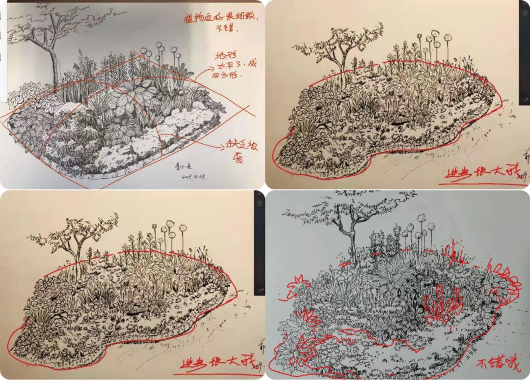 重磅| 芦苇-花卉花境手绘网络课程(第二期)_设计