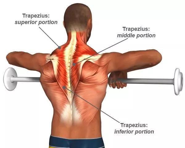 斜方肌的功能解剖
