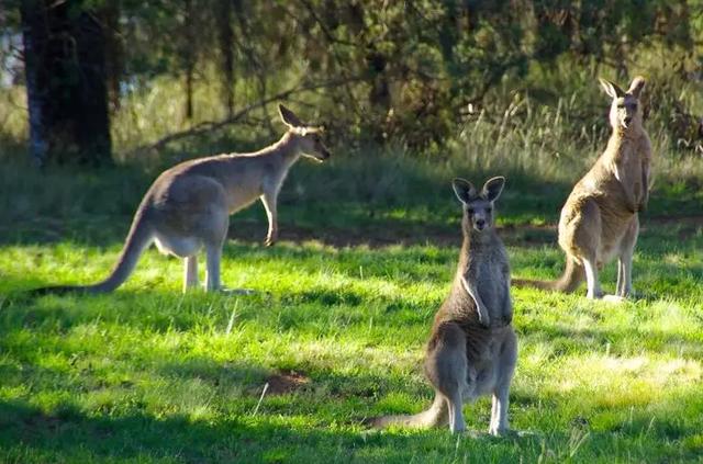 难灭的澳洲山火：桉树“点火”，猛禽“助燃”