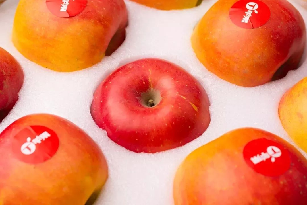  苦下功夫多年种出来的苹果，一口咬下去酥脆香甜多汁