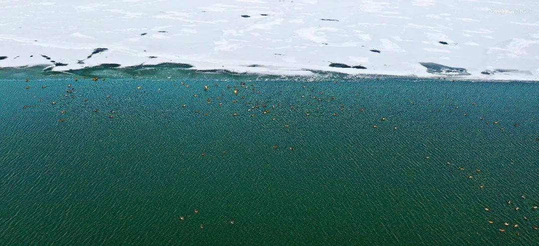 寒冬里野鸭戏水红山湖_湖水