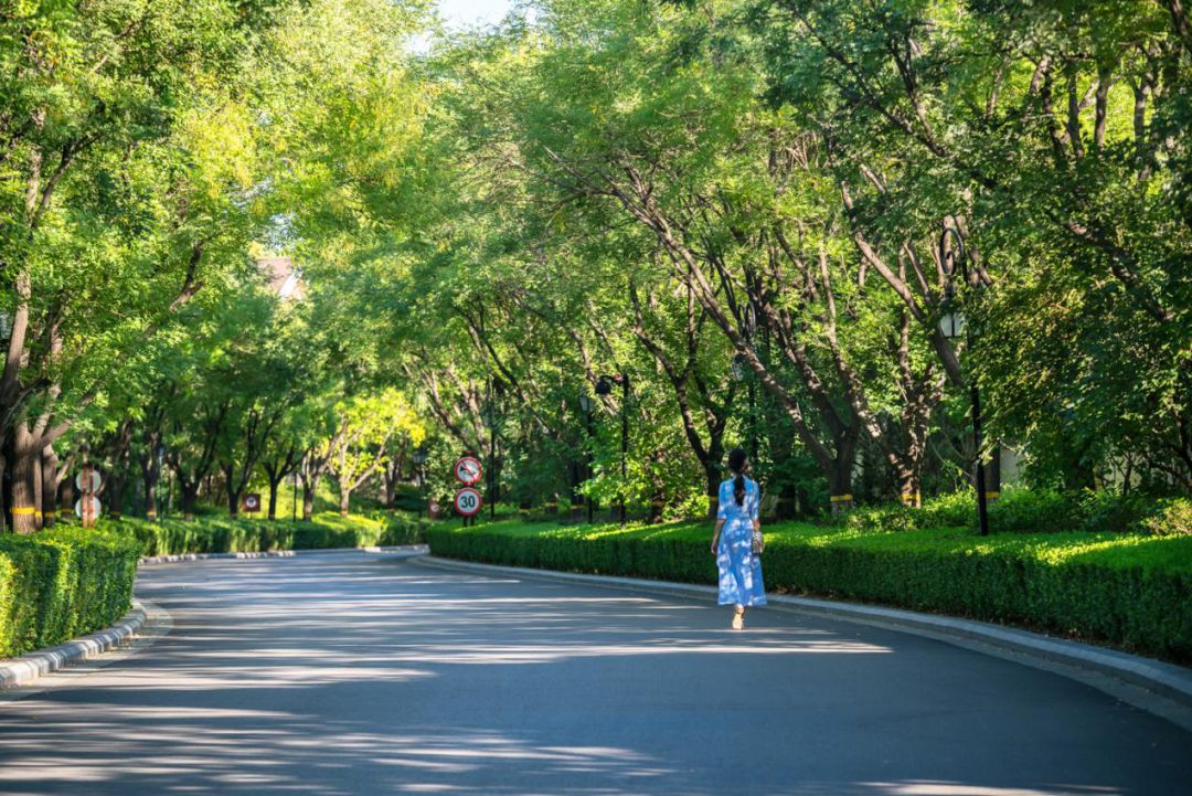 景观大道夏景图