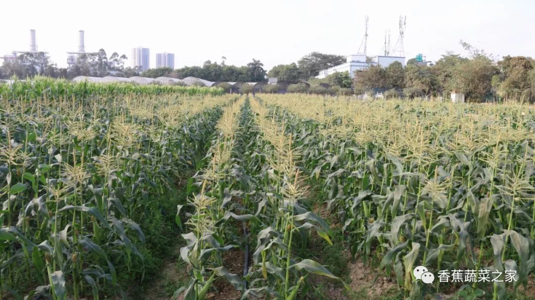 采摘| 蕉菜所的草莓,葡萄和水果玉米新鲜上市,任你摘