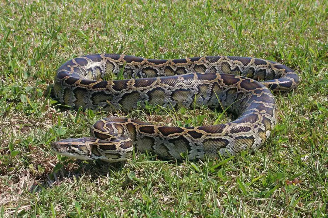 印度蟒,是亚洲岩蟒(python molurus)的别称,又称黑尾蟒,是分布在南亚