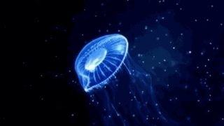 6a6aeeabf60241e091e96b4adb73849e.gif