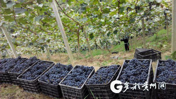 共林村人口_东奈林村