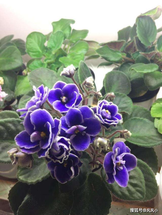 _紫气东来过年福气足，两种2紫色花养起来，养护简单开花美