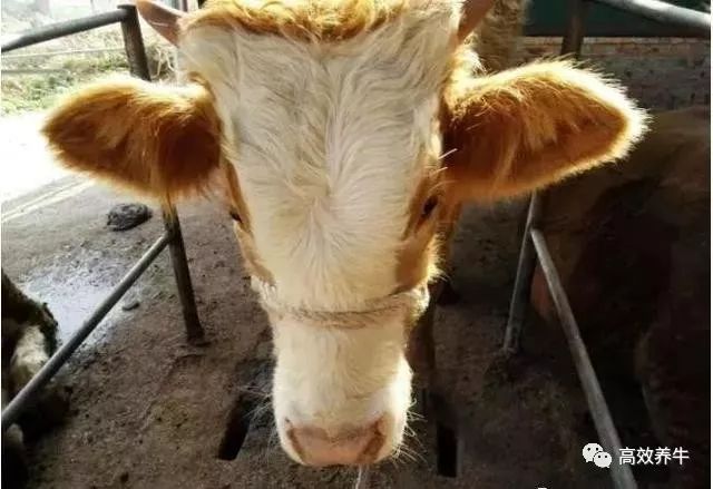 养牛一定要知道如何给牛输液,不会的建议看看!