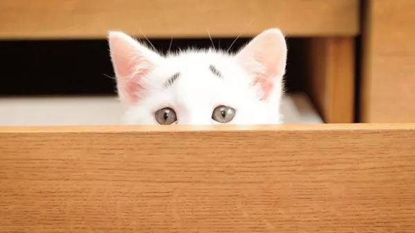 怎么给猫咪做面条 8216aec79b5f490eb12c74eaf0fa24f8.jpeg