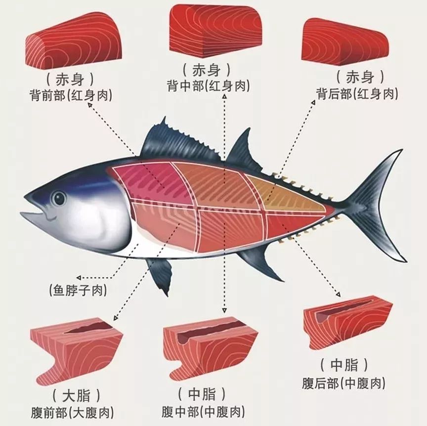 渔意料理丨1月18日现场开刀上百斤蓝鳍金枪鱼,还能免费吃!