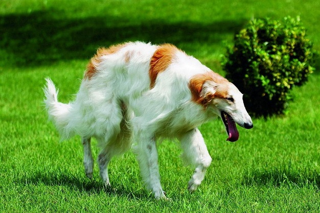 大文豪托尔斯泰都十分青睐的俄罗斯猎狼犬,被封为俄罗斯"战神"