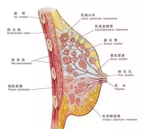 肉芽肿性小叶性乳腺炎一定会复发吗