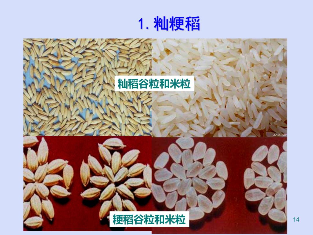 科普收藏系列水稻的一生从认识到精通