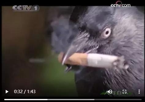 难灭的澳洲山火：桉树“点火”，猛禽“助燃”