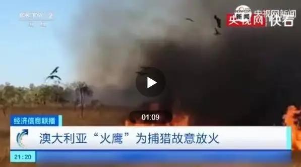 难灭的澳洲山火：桉树“点火”，猛禽“助燃”