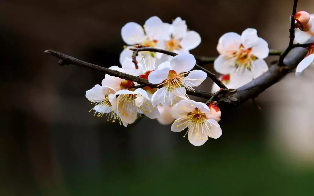 [940陪孩子一起读诗︱梅花]