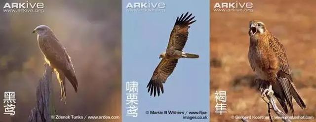 难灭的澳洲山火：桉树“点火”，猛禽“助燃”