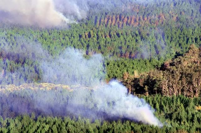 难灭的澳洲山火：桉树“点火”，猛禽“助燃”