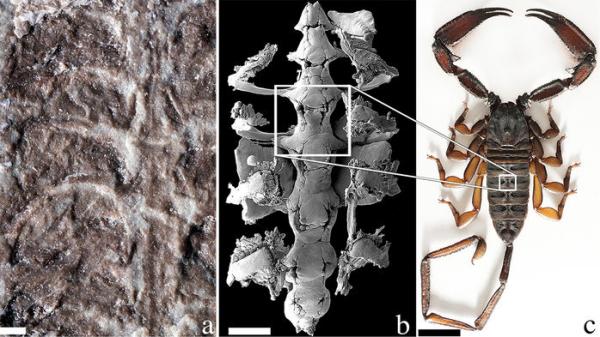 發現地球上最古老的蝎子，4.3億年從海洋登陸的兩棲-尋夢新聞