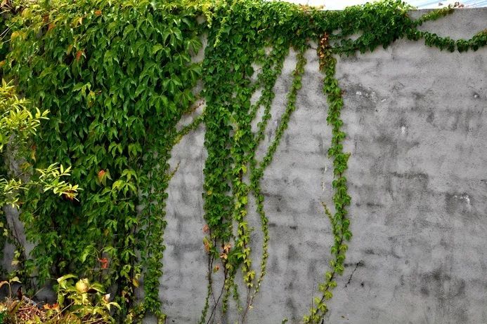 建筑外墙新材料的使用,也不利植物攀爬.