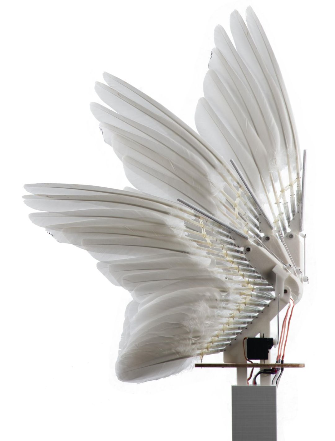 半生物半机械 鸽子机器人 问世即登上science双刊 或将推动新型机翼诞生 独家专访 翅膀