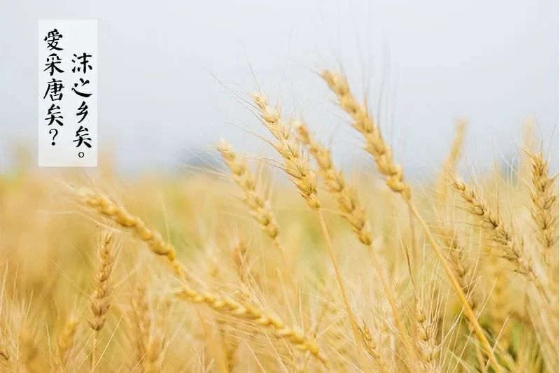 稻黍稷麦菽是什么成语_稻黍稷麦菽指什么
