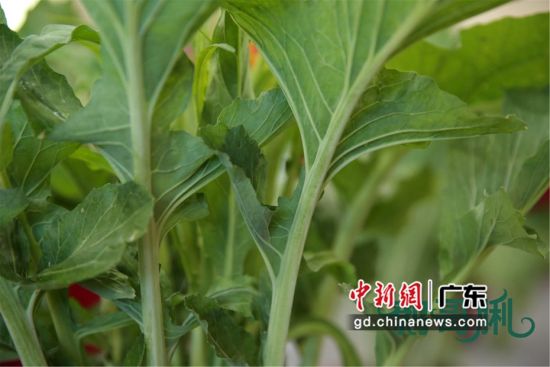 全国各省占地面排名_广东龙门举办鹩哥排名菜心推介会