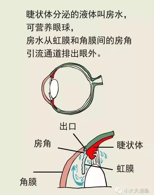 青光眼病人的瞳孔容易放大,诱发房水的出口房角突然关闭,房水流出受阻