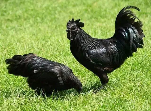 它号称鸡中的“兰博基尼”，是真正的“乌鸡”，你认识吗？: