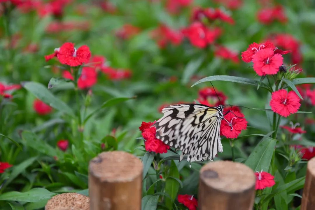 鼠年吉祥淮安市白马湖邀您免费看蝶恋花主题展啦