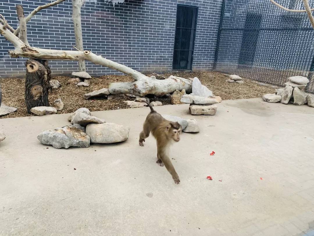 原创汴京公园动物园开启搬家模式难道要上演疯狂动物城啦