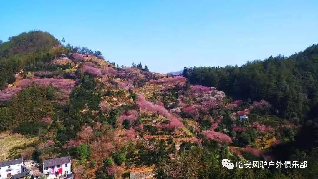 风驴户外2月9日周日三生三世十里梅花歙县卖花渔村赏梅一个只卖花不卖