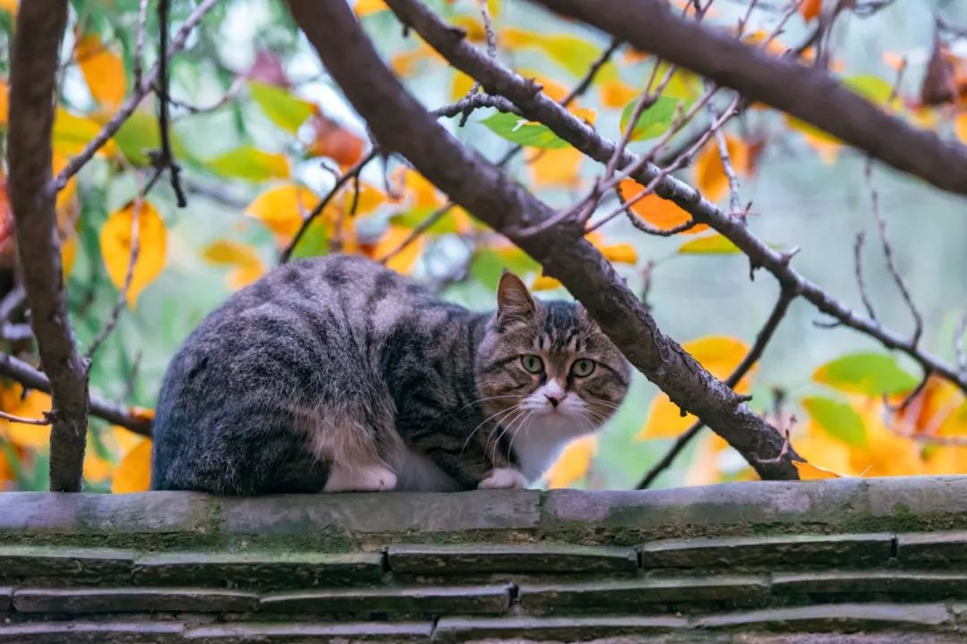 三花猫怎么搭_三花猫(2)