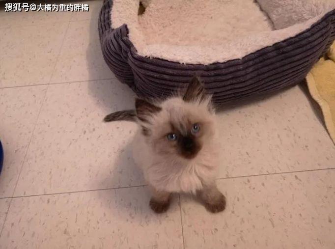 画可可爱爱的小猫怎么画 51375f7a27644e41aafb75b1b1ef04b2.jpeg