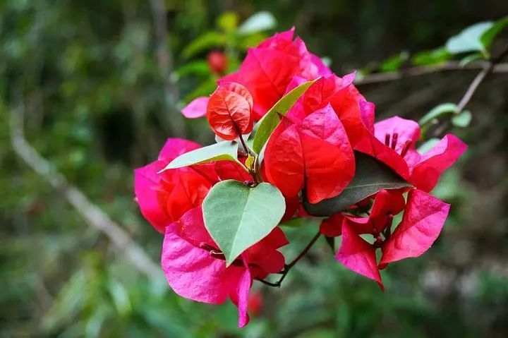 福利来袭!1月20日,一场文旅盛宴将在厦门市美