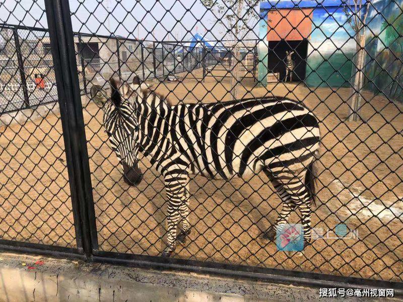 今天(1月18日),亳州动物园结束试营业,正式对外开放.