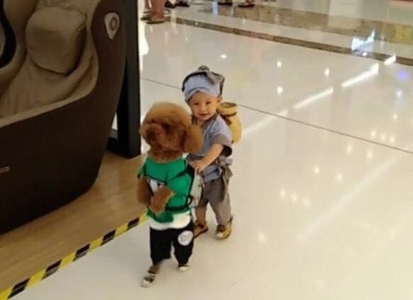 宝妈带着儿子和泰迪逛商场，引得众路人笑声不断，纷纷拍照夸赞_