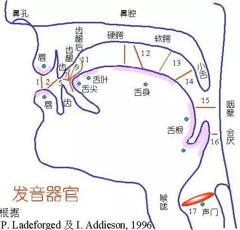 怎样练习口腔发音器官的功能？
