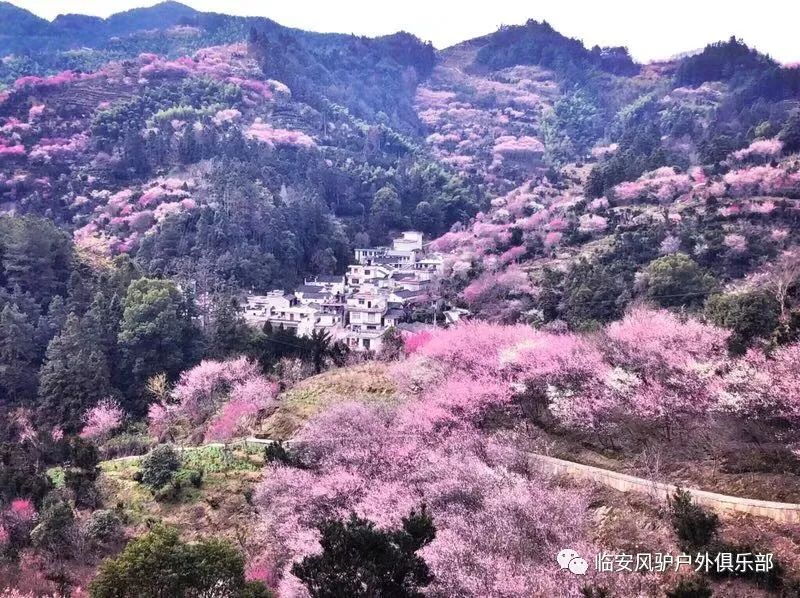 风驴户外2月9日周日三生三世十里梅花歙县卖花渔村赏梅一个只卖花不卖