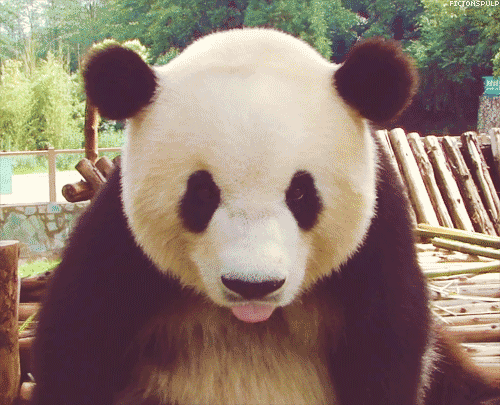 熊猫的特别之处 6a45684515c24e9ba760a0de5a2e5973.gif