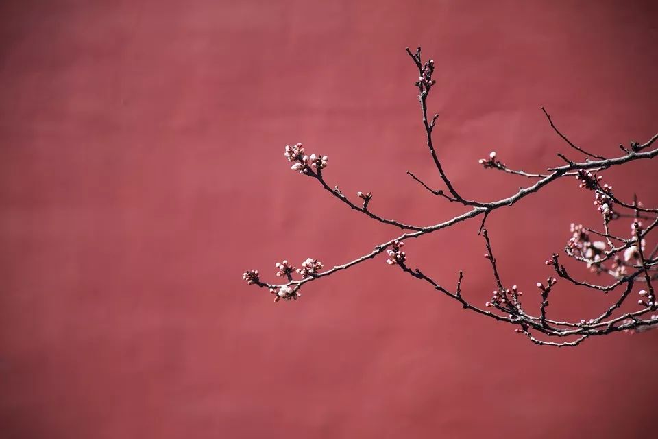 故宫的红墙与梅花,充满古韵与历史沉淀感