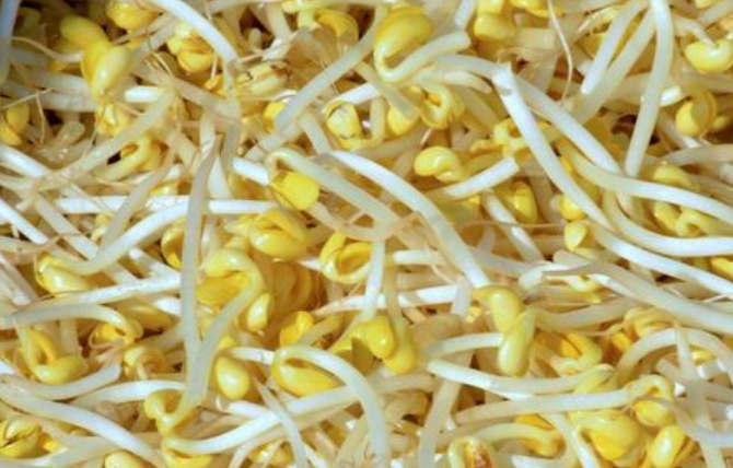 怎么种黄豆芽菜 6ec6e7c3095b450fac2edac518ebdafb.png
