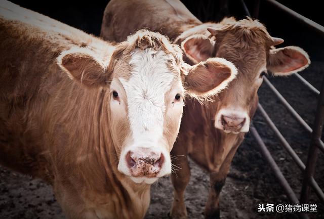 牛呼吸疾病综合征及其防治措施 发病