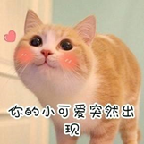 “春节,我回村了,把猫送去469元一晚的总统套房”