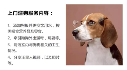 “春节,我回村了,把猫送去469元一晚的总统套房”