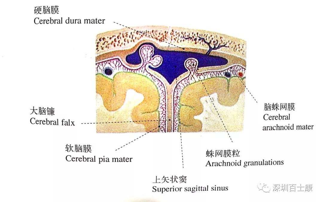 筋膜在人体各系统的分布运动神经皮肤及皮下系统