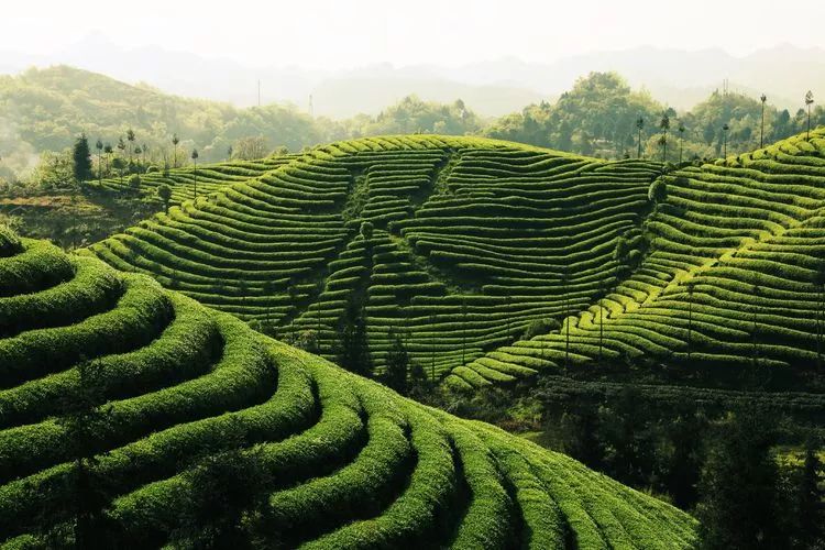 报名|锌硒茶乡·长寿凤冈,2020贵州·凤冈锌硒茶乡山地国际半程马拉松