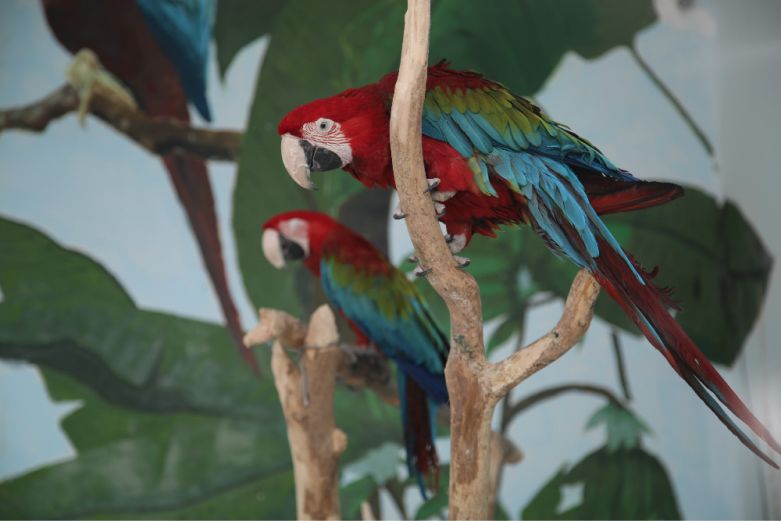 鹦鹉智商排名_鹦鹉品种智商排名前十(2)